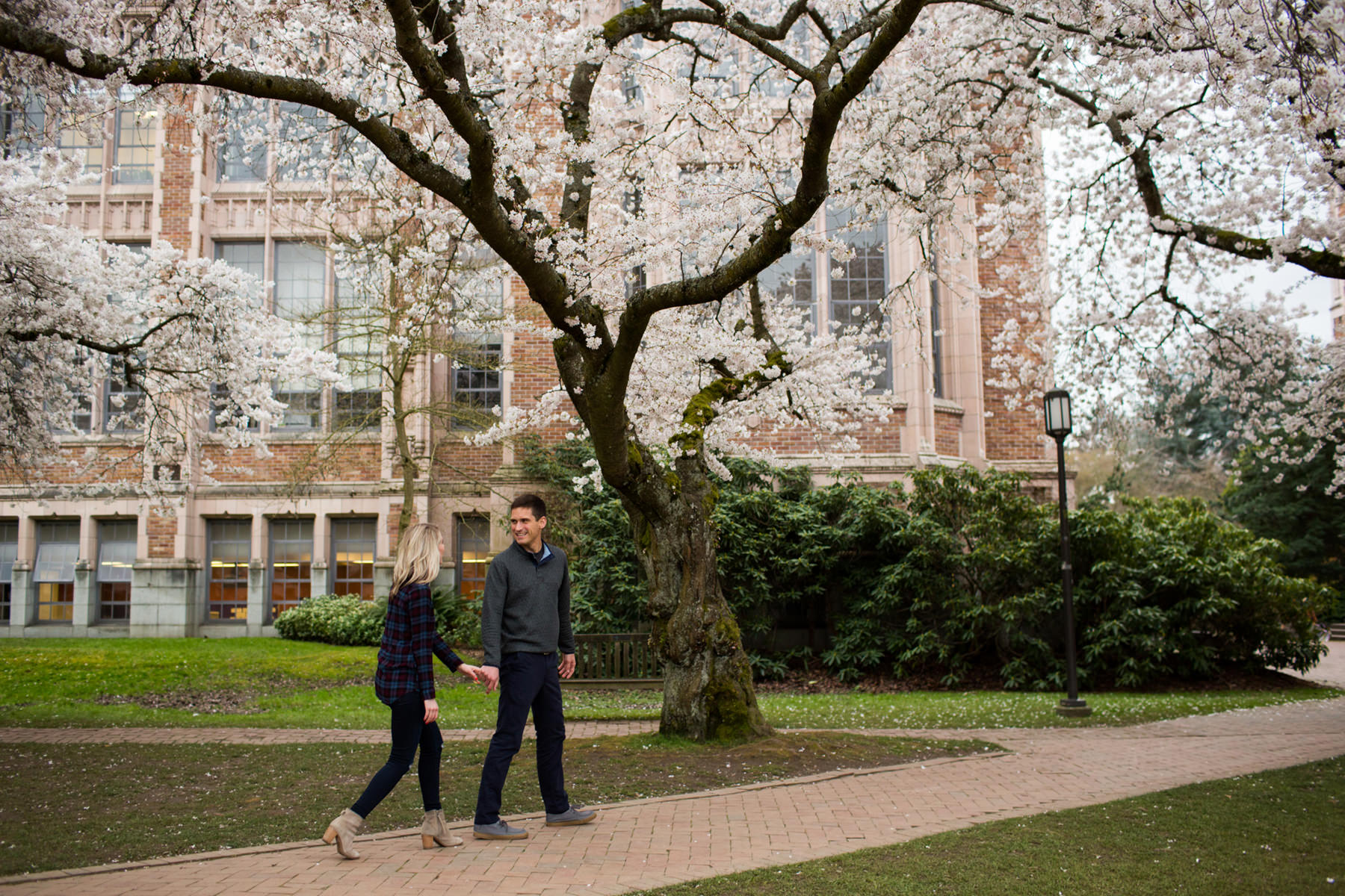 University Of Washington Cherry Blossom Photos